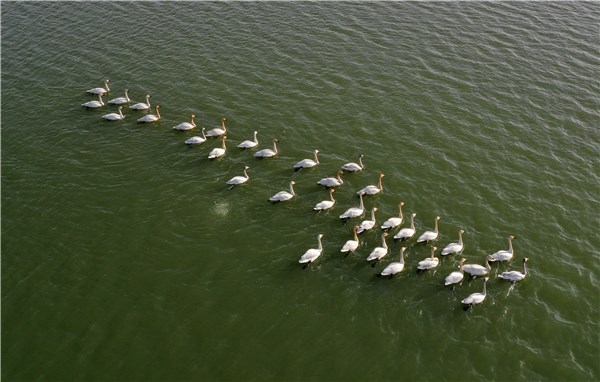 蒙城天鹅春游北淝河
